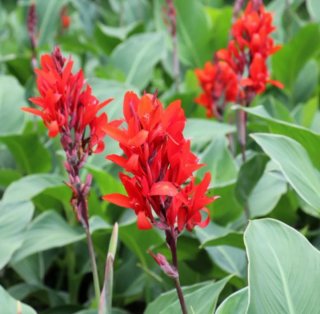 Planta Canna Indica Roja
