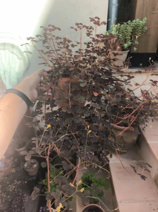 Oxalis Vulcanicola
