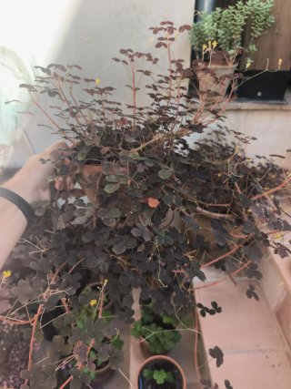 Oxalis Vulcanicola