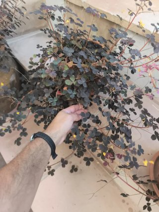 Oxalis Vulcanicola