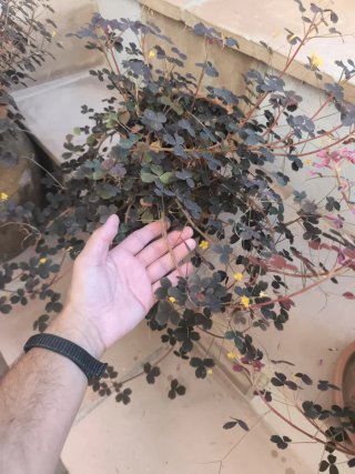 Oxalis Vulcanicola