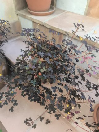 Oxalis Vulcanicola