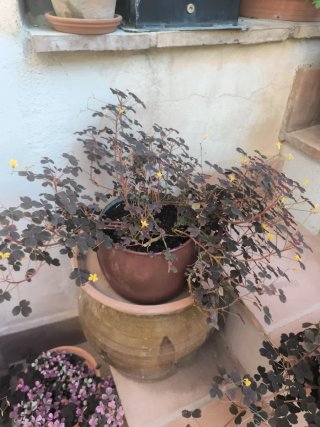 Oxalis Vulcanicola