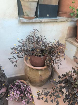 Oxalis Vulcanicola