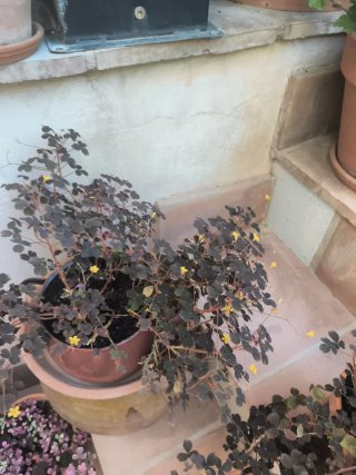 Oxalis Vulcanicola