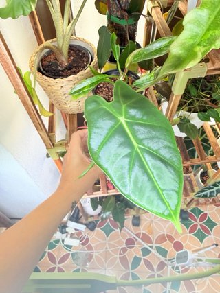 Pack Alocasias: Azlanii, Frydek, Splash