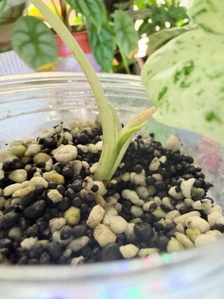 Pack Alocasias: Azlanii, Frydek, Splash