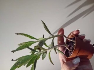 Pianta succulenta in vaso