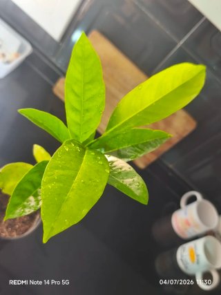 Planta de Sapote Negro  (Diospyros digyna) 30 cm