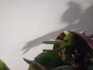 Pianta succulenta da interno