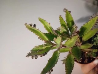 Pianta succulenta da interno