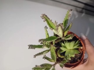 Pianta succulenta in vaso