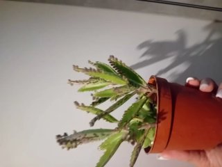 Pianta succulenta in vaso