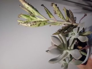 Pianta succulenta mista