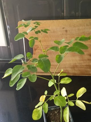 Planta Moringa Oleífera 25 cm