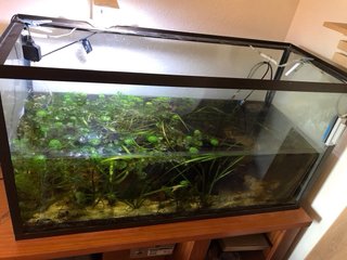 Gran pecera para acuario