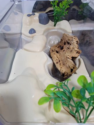 Terrario Insecticefa Plus