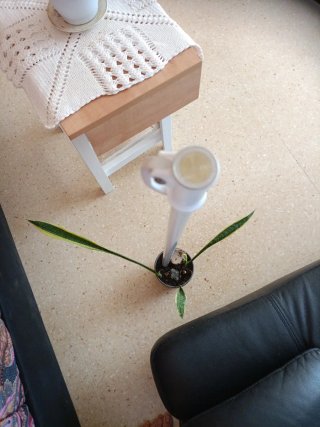 Sombrilla de playa con palmera