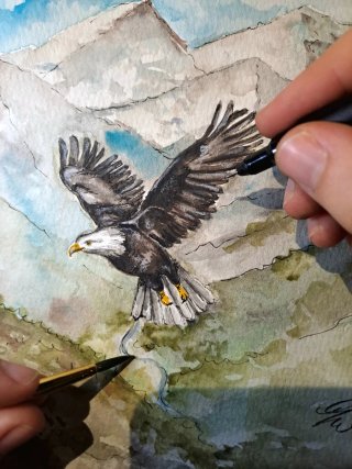 Disegno acquerello aquila