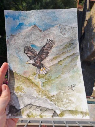 Disegno acquerello aquila