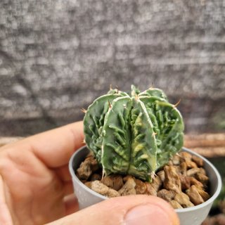 Cactus Astrophytum Myriostigma fukuryu Variegado
