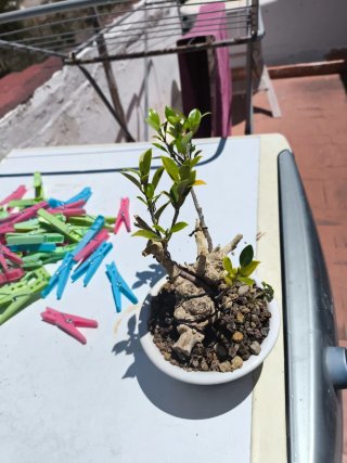 Bonsai Ficus Taiguerbak Tanuki