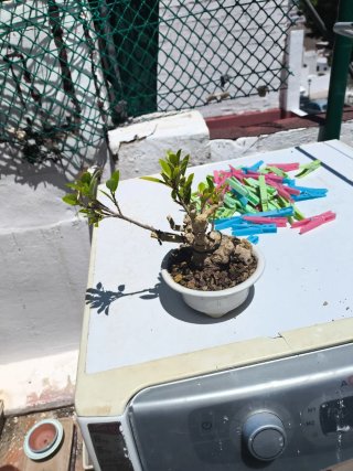 Bonsai Ficus Taiguerbak Tanuki