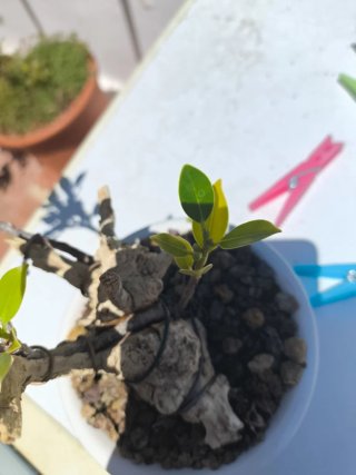 Bonsai Ficus Taiguerbak Tanuki