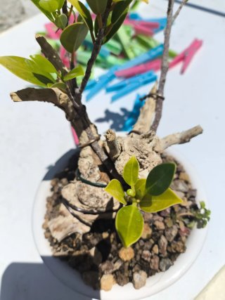 Bonsai Ficus Taiguerbak Tanuki