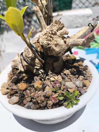 Bonsai Ficus Taiguerbak Tanuki