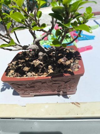 Bonsái Ficus Taiguerbak