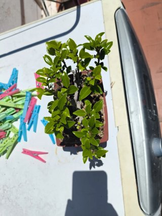 Bonsái Ficus Taiguerbak