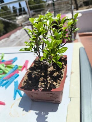 Bonsái Ficus Taiguerbak