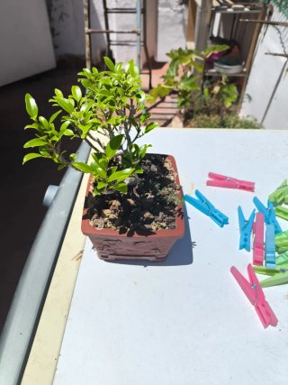 Bonsái Ficus Taiguerbak