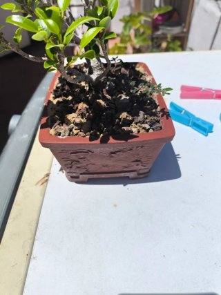 Bonsái Ficus Taiguerbak