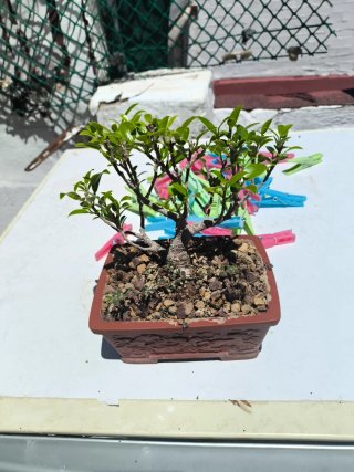 Bonsái Ficus Taiguerbak