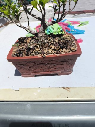 Bonsái Ficus Taiguerbak