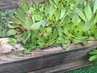 Plantas Siemprevivas