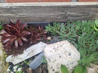 Plantas Siemprevivas