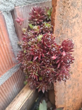 Plantas Siemprevivas