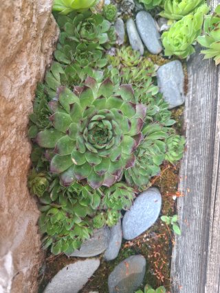 Plantas Siemprevivas