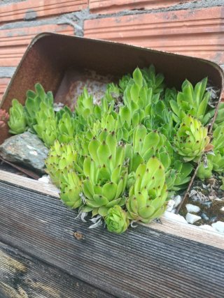 Plantas Siemprevivas