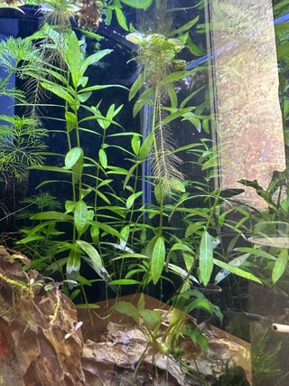 Planta de acuario Hygrophila