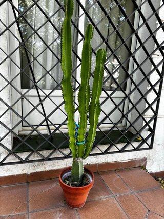 Euphorbia ingens árbol candelabro. Macetero inc.