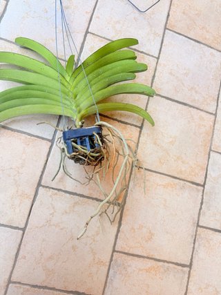 Orchidea Vanda Manoonya