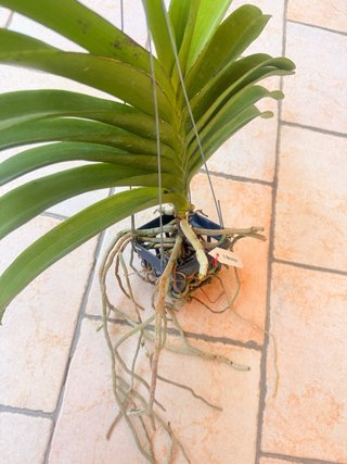 Orchidea Vanda Manoonya