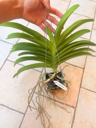 Orchidea Vanda Manoonya
