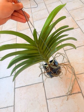 Orchidea Vanda Manoonya