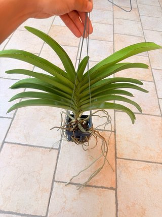 Orchidea Vanda Manoonya