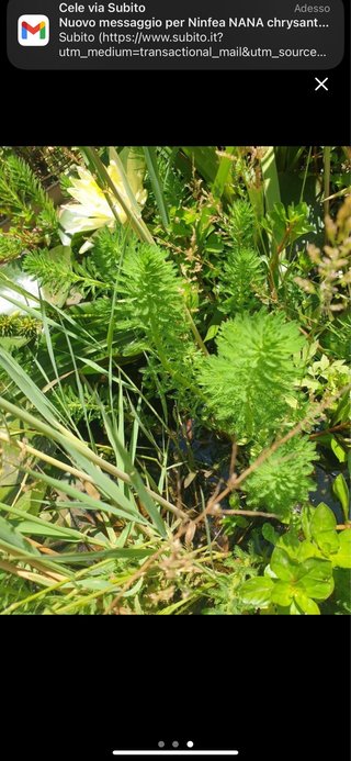 Myriophyllum x 4